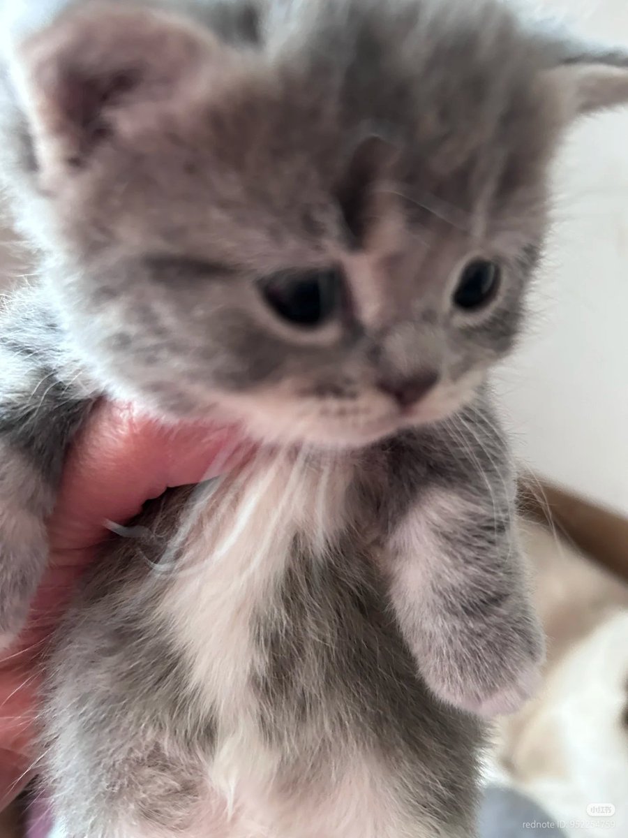Baby