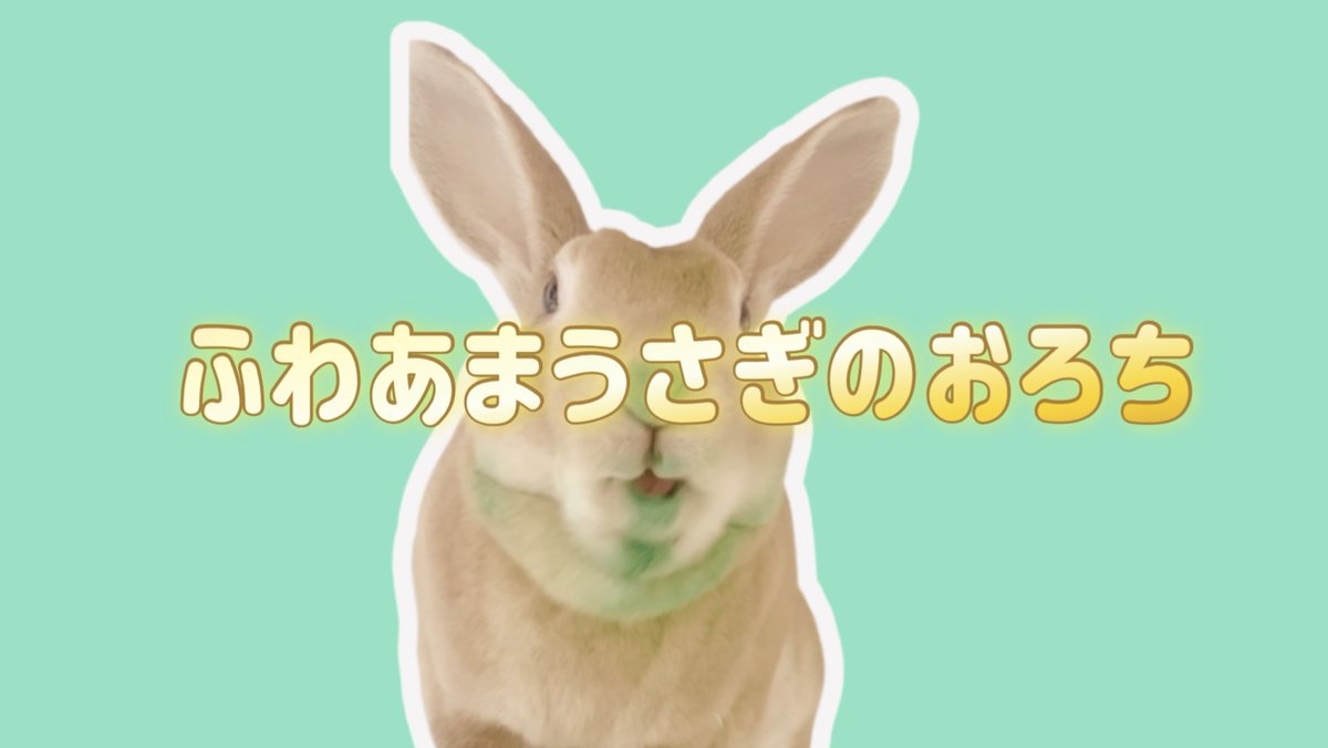ﾎｲｯﾌﾟ🐰ふわあまうさぎ tweet media