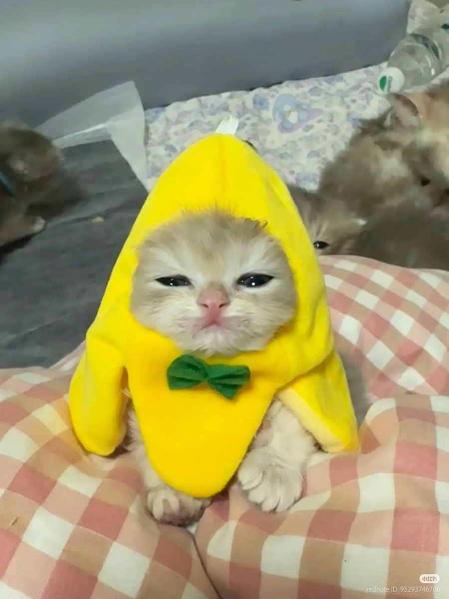 No Context Cats tweet media