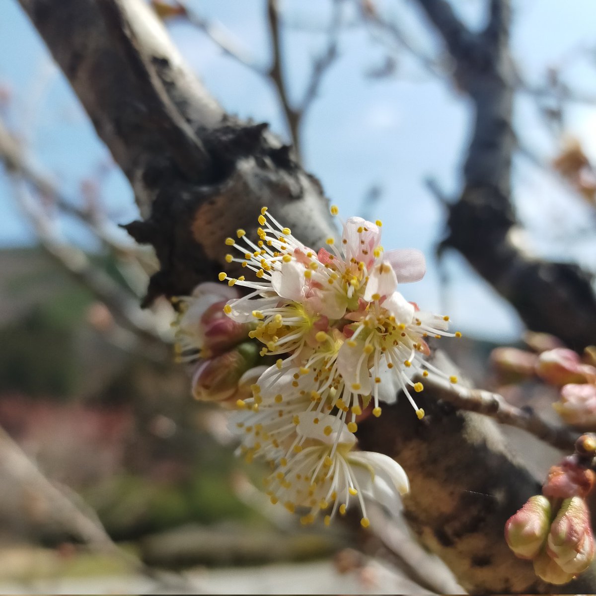 お庭の春が始まりました🤗

#古民家カフェ