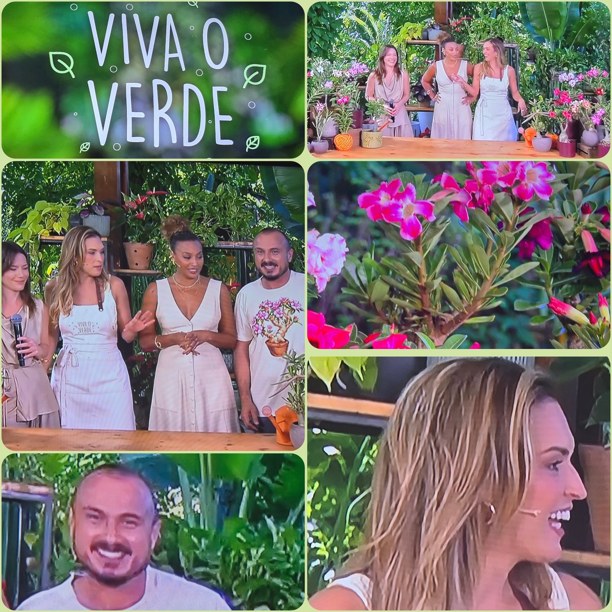 E a estrela hoje do #VivaOVerde com a #DuplaVerde é a rosa do deserto. Claro que Talitha e Murilo  vão contar tudo como fazer mudas, cuidados, manutenção, sol, regras e tirar todas as dúvidas. É só se ligar no #EDeCasaNasRedes #EDeCasa. Sucesso. <a href="/Talitha_Morete/">Talitha Morete</a> <a href="/musoares1979/">Murilo A Soares</a>
