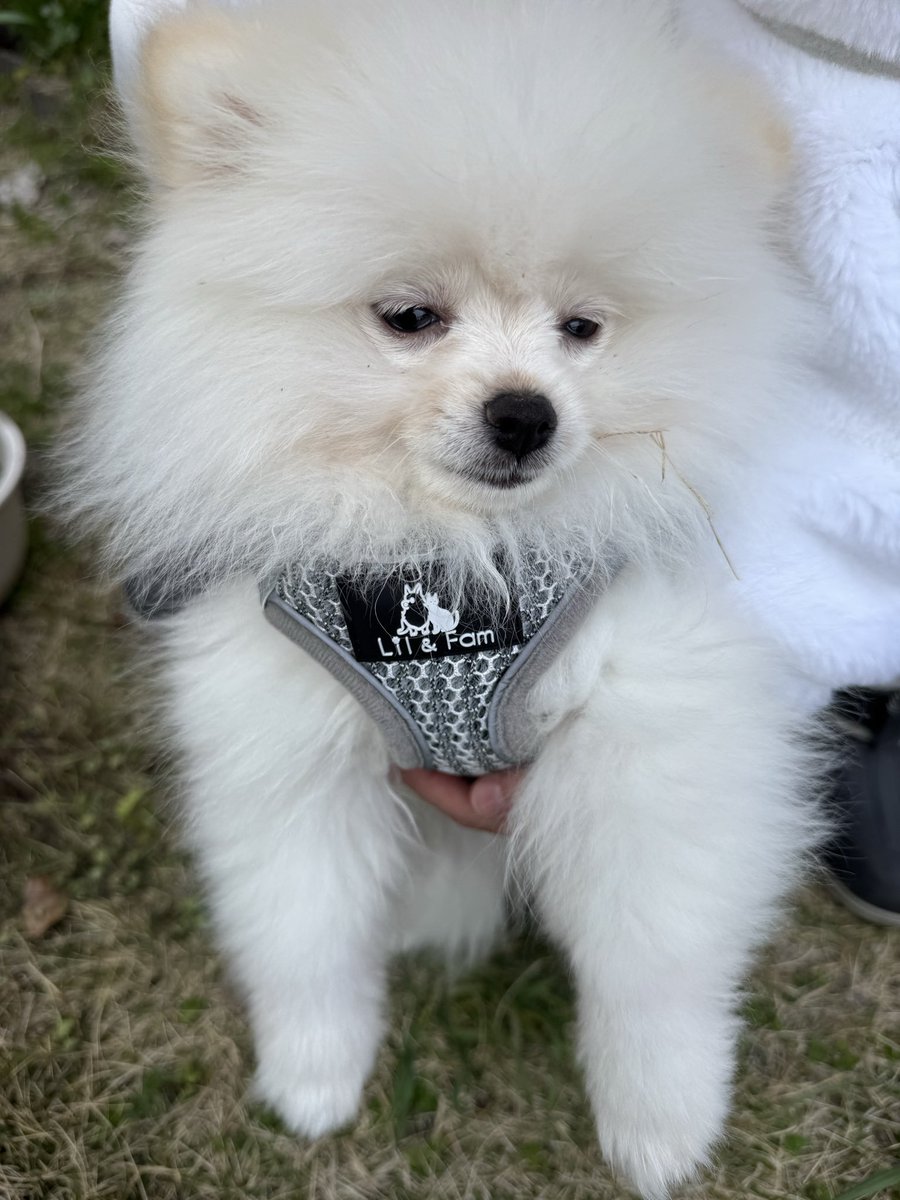 もりたぬき tweet media