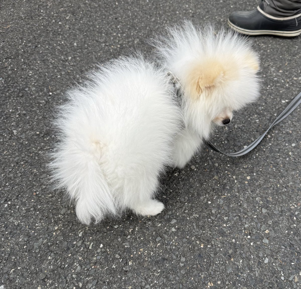 もりたぬき tweet media