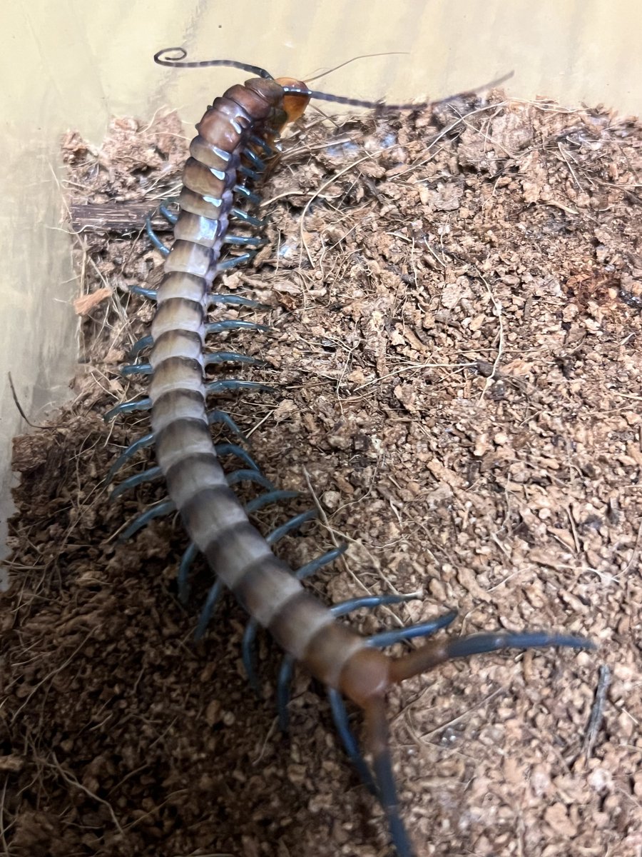 芋ジャージ tweet media