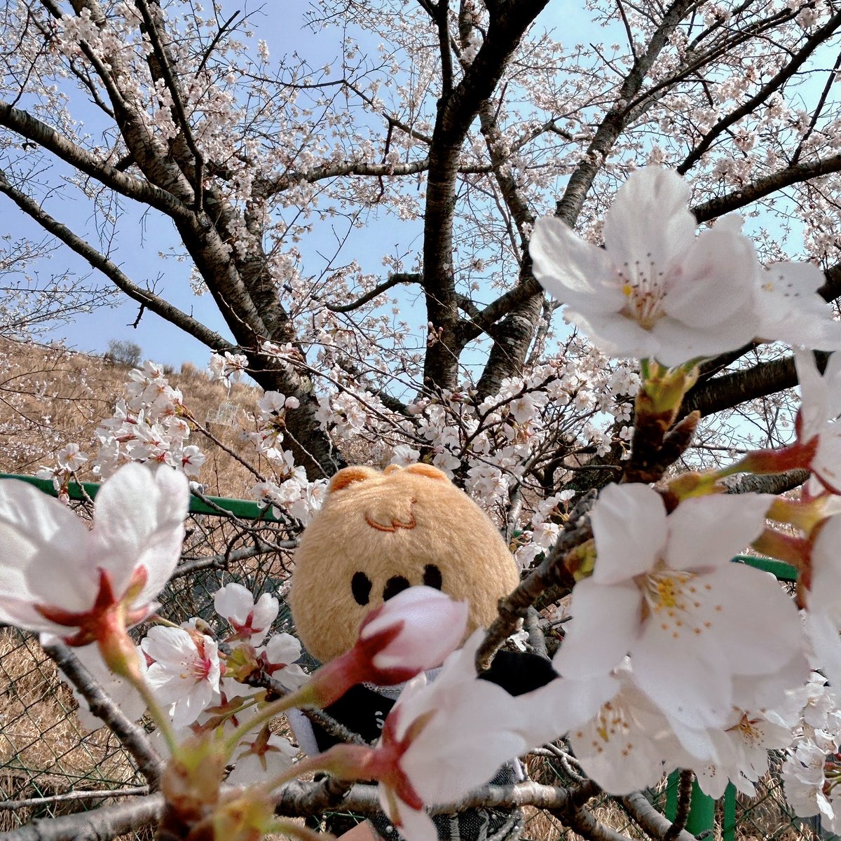 ごぼうまき tweet media