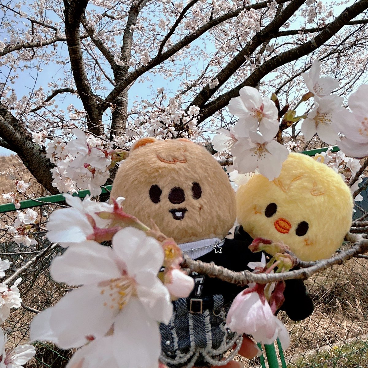 ごぼうまき tweet media