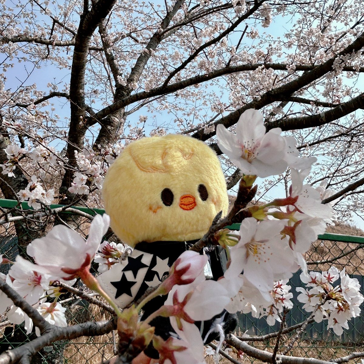 ごぼうまき tweet media