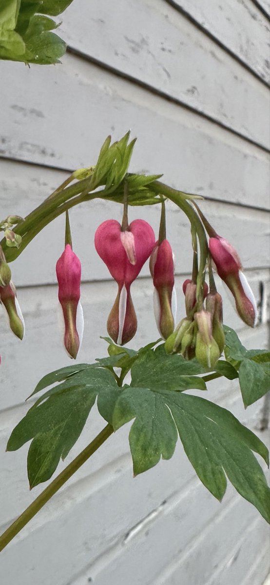 babygirl jackson tweet media