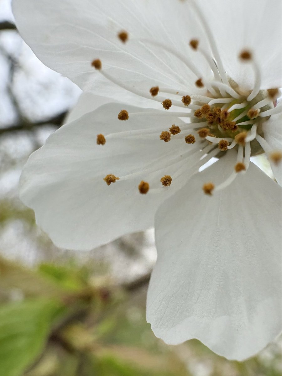 highstridesoc's tweet photo. Photo of the Week 📸 

Blossom = SPRING 🙌🏻 

#blossom #spring #thegreatoutdoors #photooftheweek #photography https://t.co/9ItHunO25H