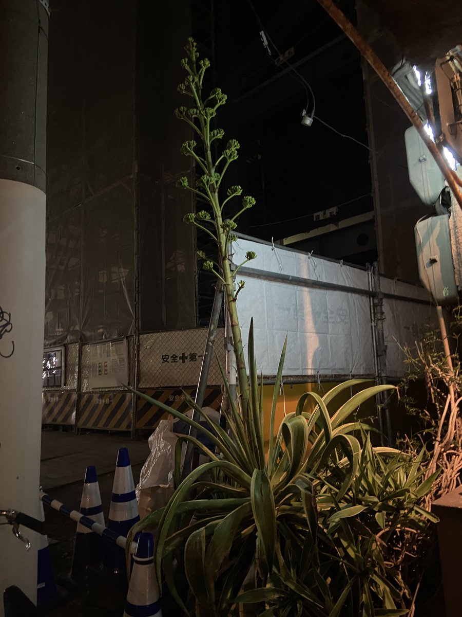 井口舞子 tweet media