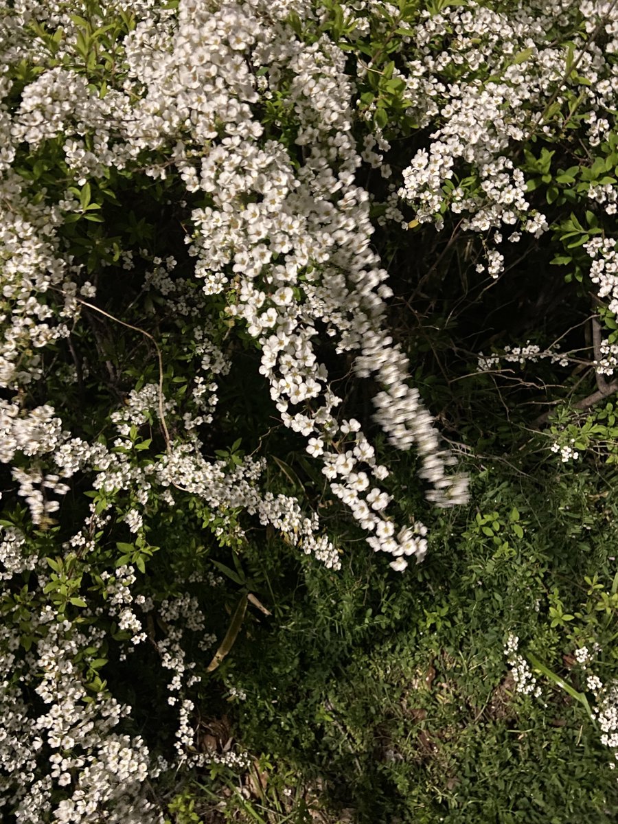 井口舞子 tweet media