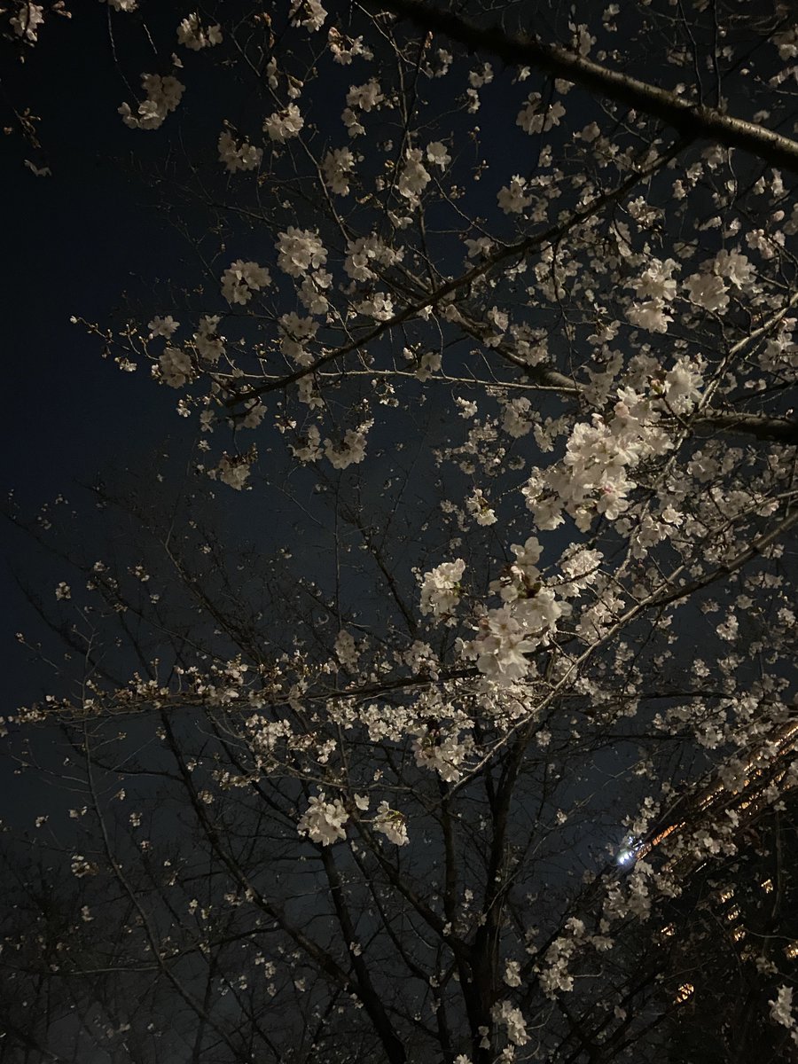 井口舞子 tweet media