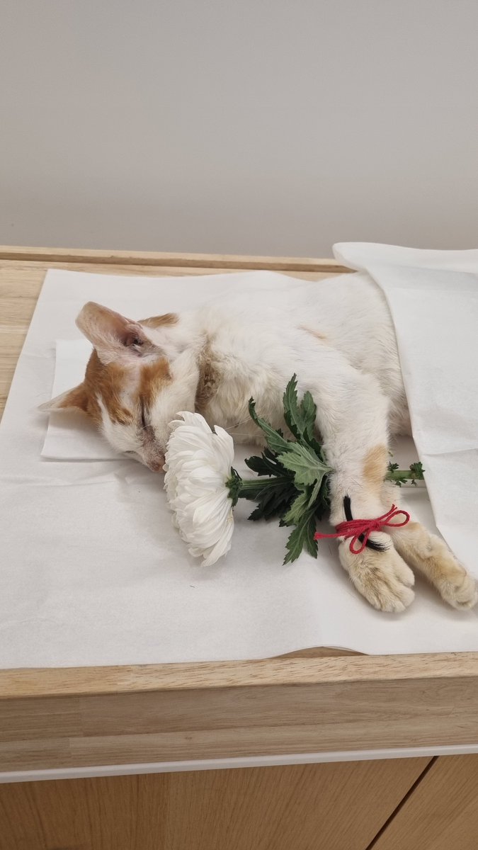 casa_delgatto tweet media