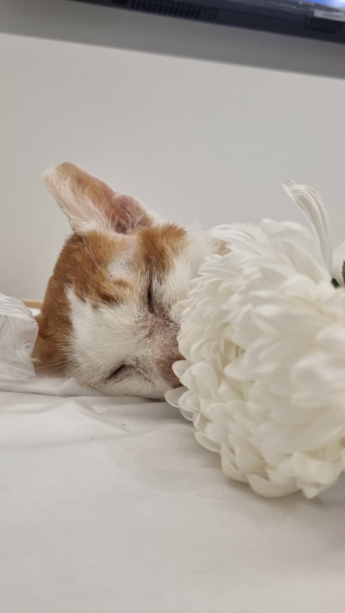 casa_delgatto tweet media