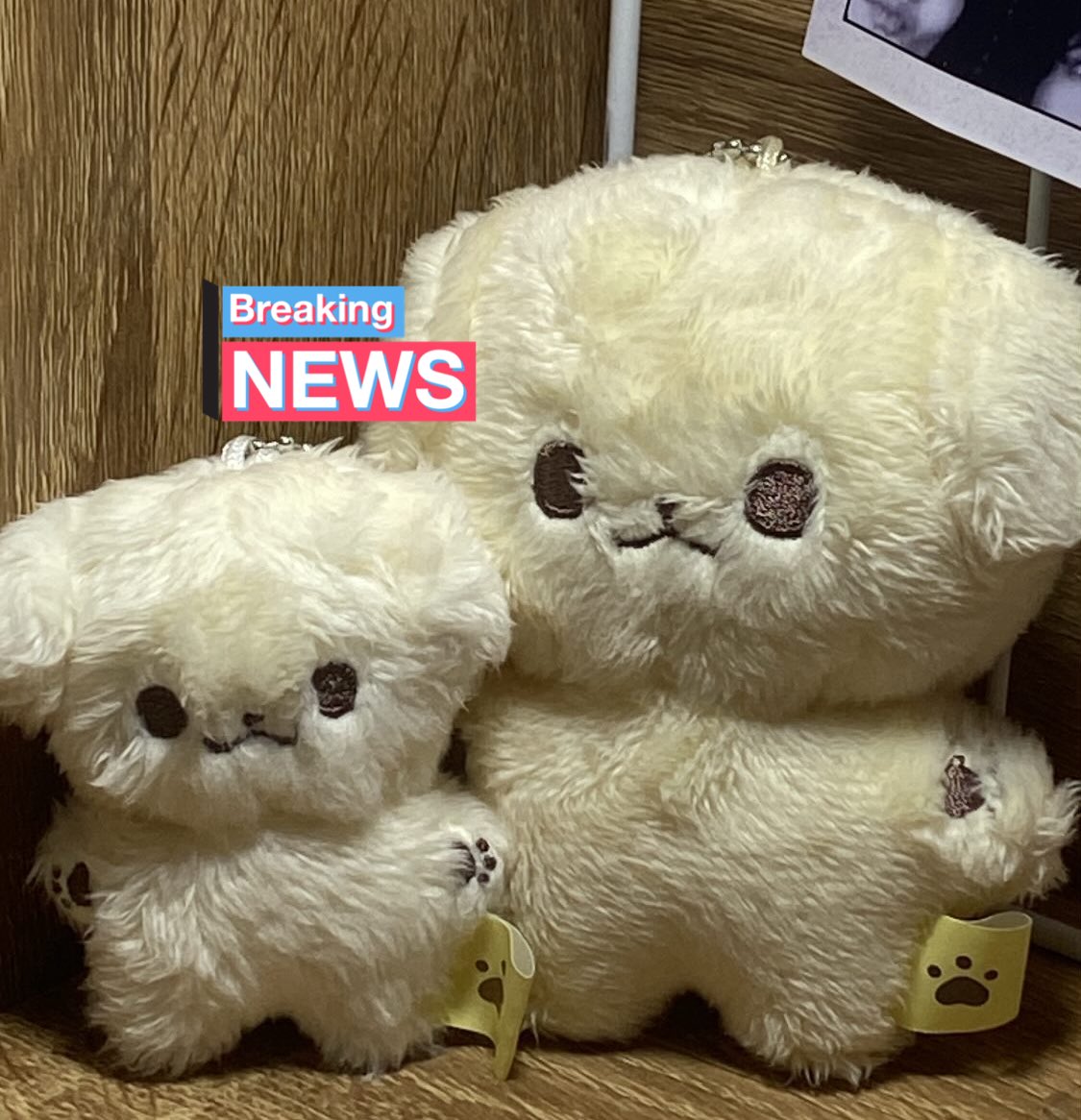 please mt after dm tweet media