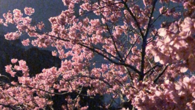 ZeNrA(ぜんら) tweet media