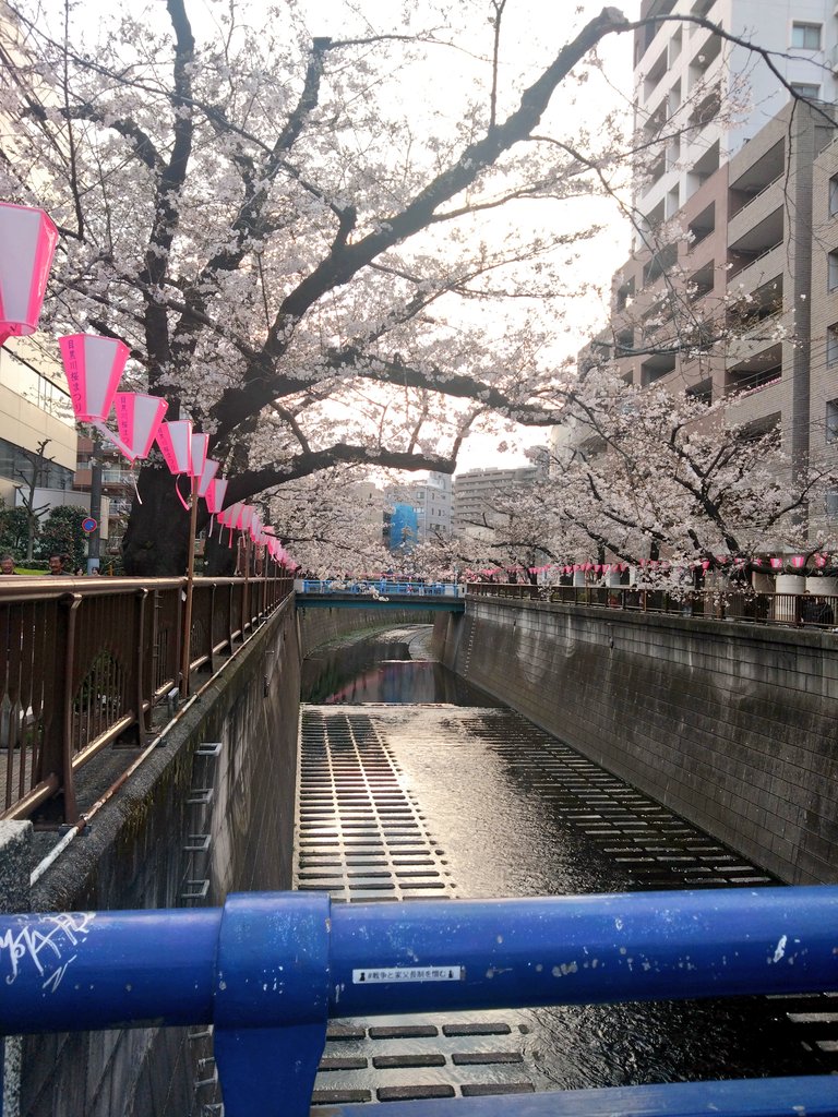 manaty2020's tweet photo. 目黒川の桜を見に行きました
お祭りをやっていたので凄い賑わい
気になっていたカフェに行き
川に沿って歩いて池尻大橋まで行き着いた https://t.co/sT0eocHVbO