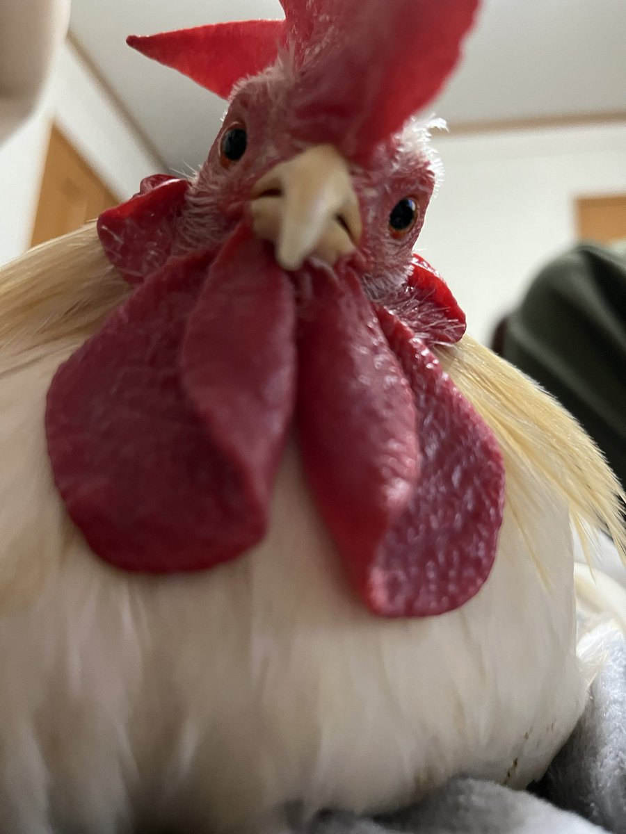 嘴廣 鸛(はしびろこう) tweet media