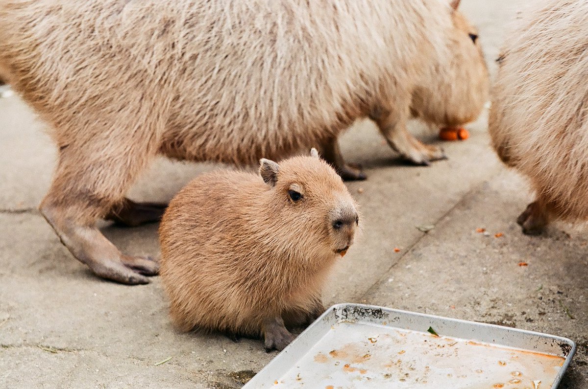 八重樫です。(カピバラ大好き) tweet media