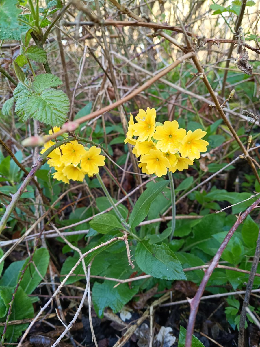 trochytracker's tweet photo. A hybrid false oxlip in Combs Wood this morning, probably Primrose x Cowslip. Early Dog Violets now in full bloom, 1st Common Dog Violet found, Oxlips, Hairy Wood Rush &amp; Wood Anemone starting to flower https://t.co/dVDeEAqRZw