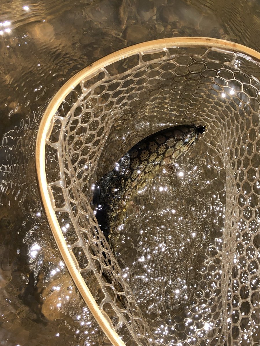 turner_emi65255's tweet image. “The finest gift you can give to any fisherman is to put a good fish back, and who knows if the fish that you caught isn't someone else's gift to you?” Lee Wulff