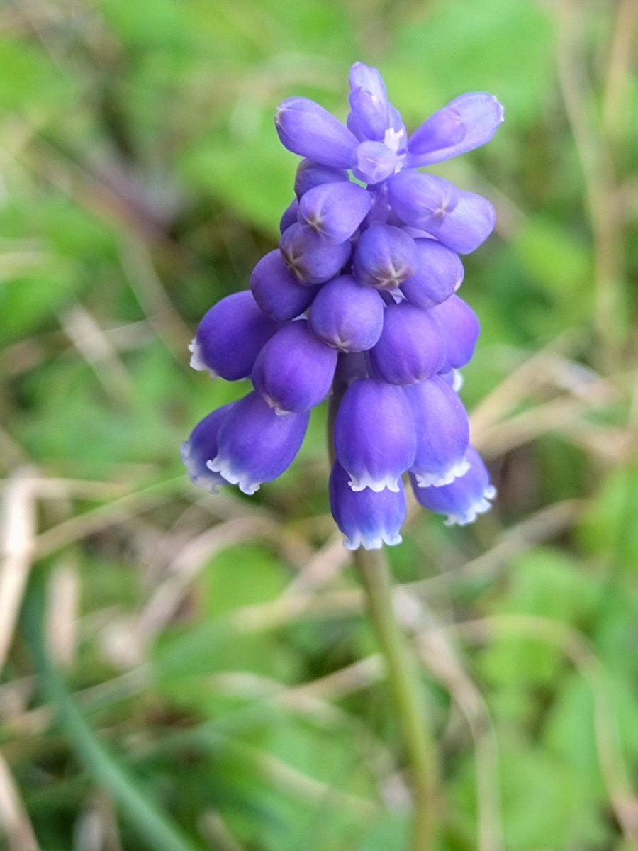 ᤊふⳣぷﾅ ̵̲ᘄ() tweet media