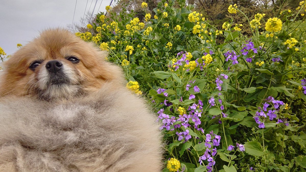 ぴよりん🐥ｵﾌﾞｼﾞｮｲﾄｲ tweet media