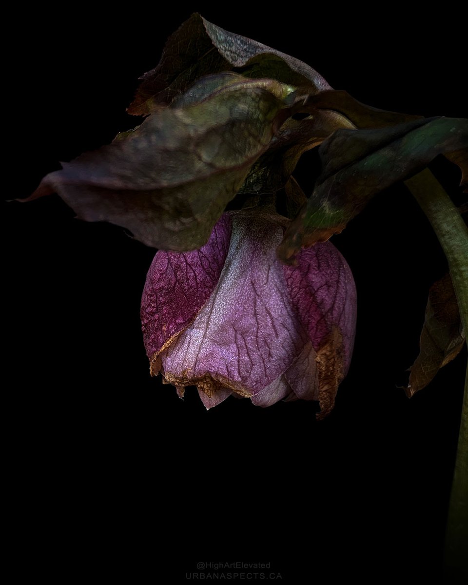 highartelevated's tweet photo. A Hellebore blossom after a morning frost nipped at the petals. 🌸❄️
Enjoy your weekend! ☀️
-P-
#HighArtElevated #UrbanAspects #FlowerPhoto #Hellebore #SpringFlowers https://t.co/baYxhjHzz1