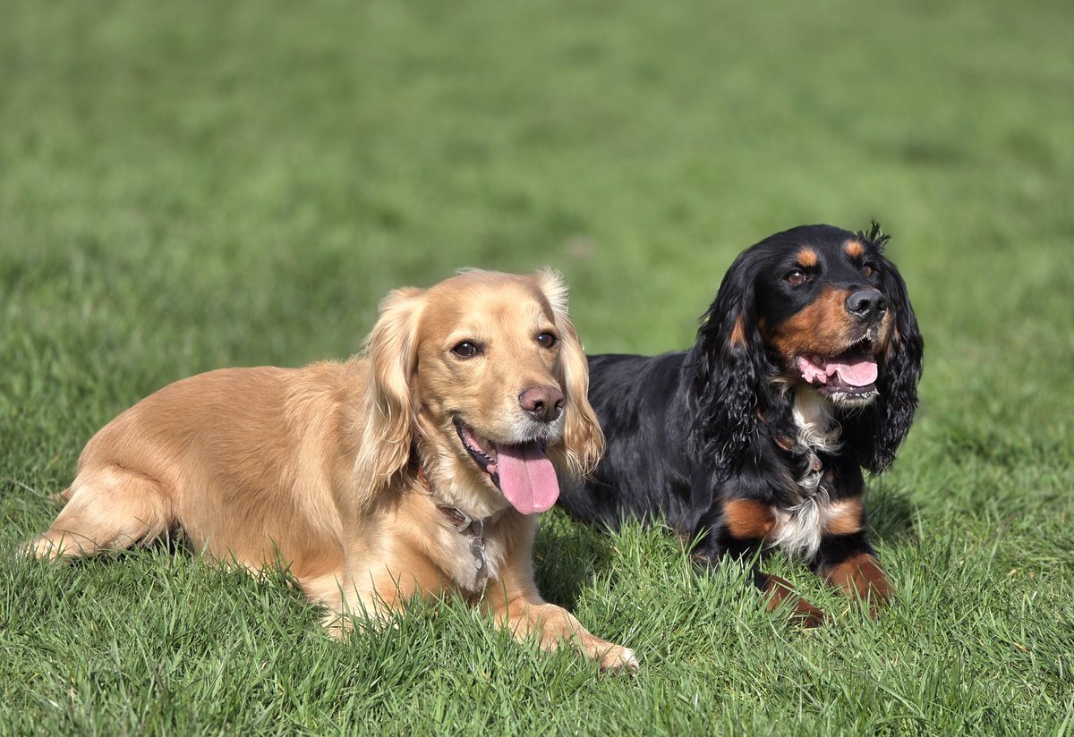 Olly and River the Working Cocker Spaniels tweet media