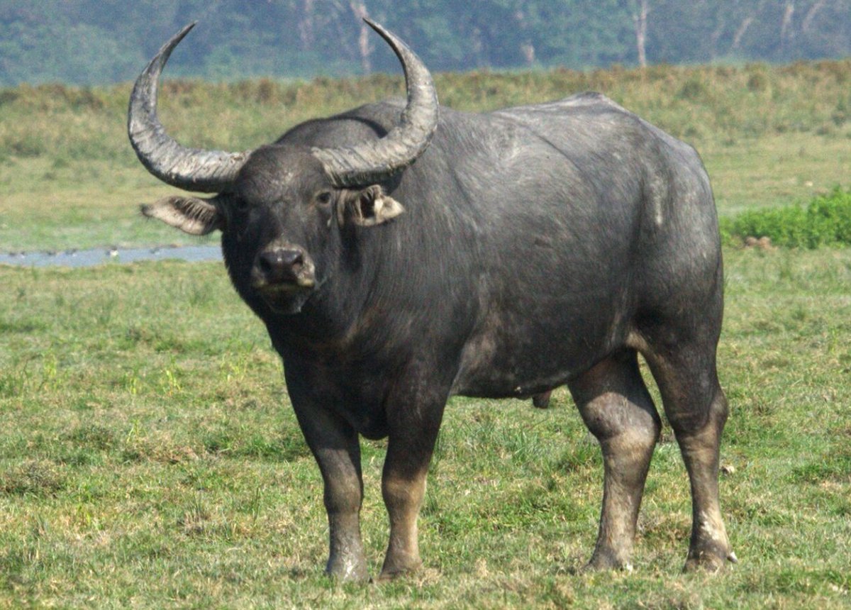 Himanshu Tyagi, IFS tweet media