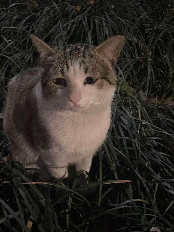 meowkey daily ₍^. .^₎⟆ tweet media