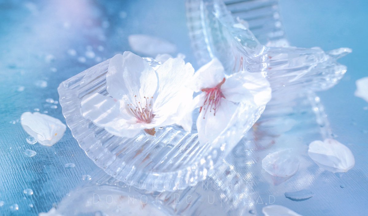tyokogenshin's tweet photo. 『 藍に溶ける桜 』 https://t.co/aLaNL4TxYq