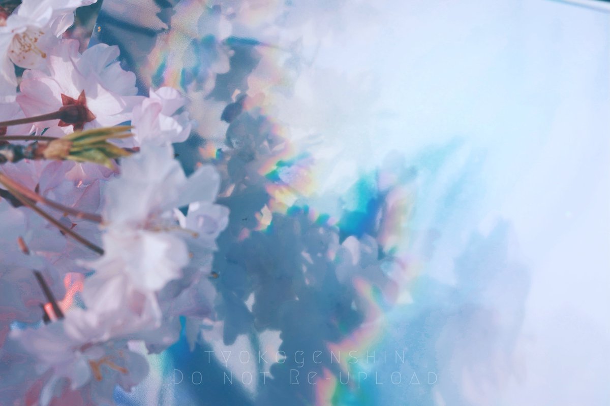 tyokogenshin's tweet photo. 『 藍に溶ける桜 』 https://t.co/aLaNL4TxYq