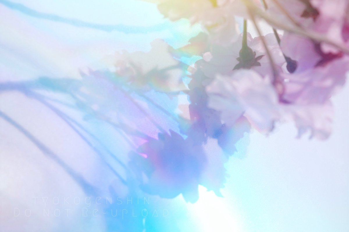 tyokogenshin's tweet photo. 『 藍に溶ける桜 』 https://t.co/aLaNL4TxYq