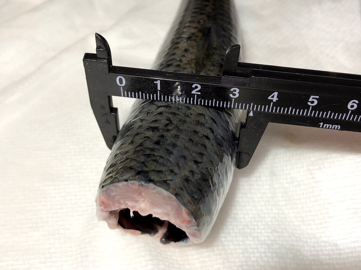 YAGI RINGO tweet media