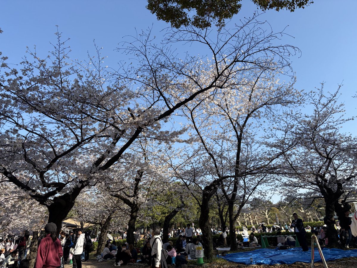 Plumeriachan15's tweet photo. 今年は桜ハシゴした https://t.co/TCDZxJxIO6