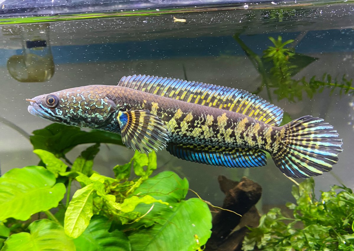 Channa aurantimaculata