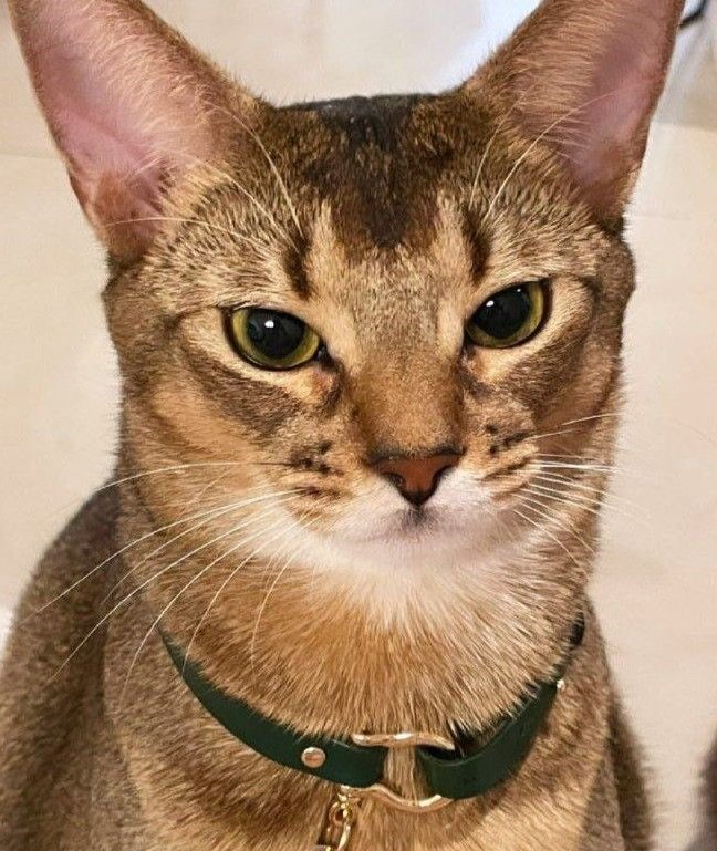 𖹭¹⁴²⁷ tweet media