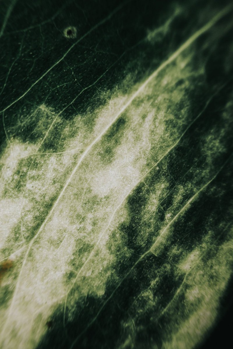 mandolinaes's tweet image. Let's see your leaf 🌿🍀🍂 pictures