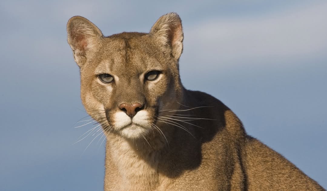 Recorriendo Montañas tweet media