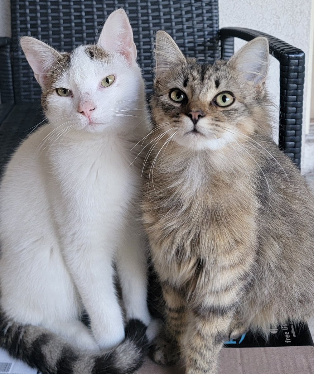 Donna McAdams tweet media