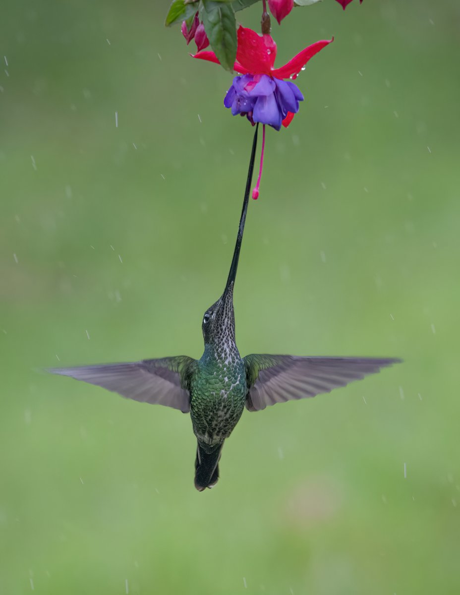 OSWALDO CORTES tweet media