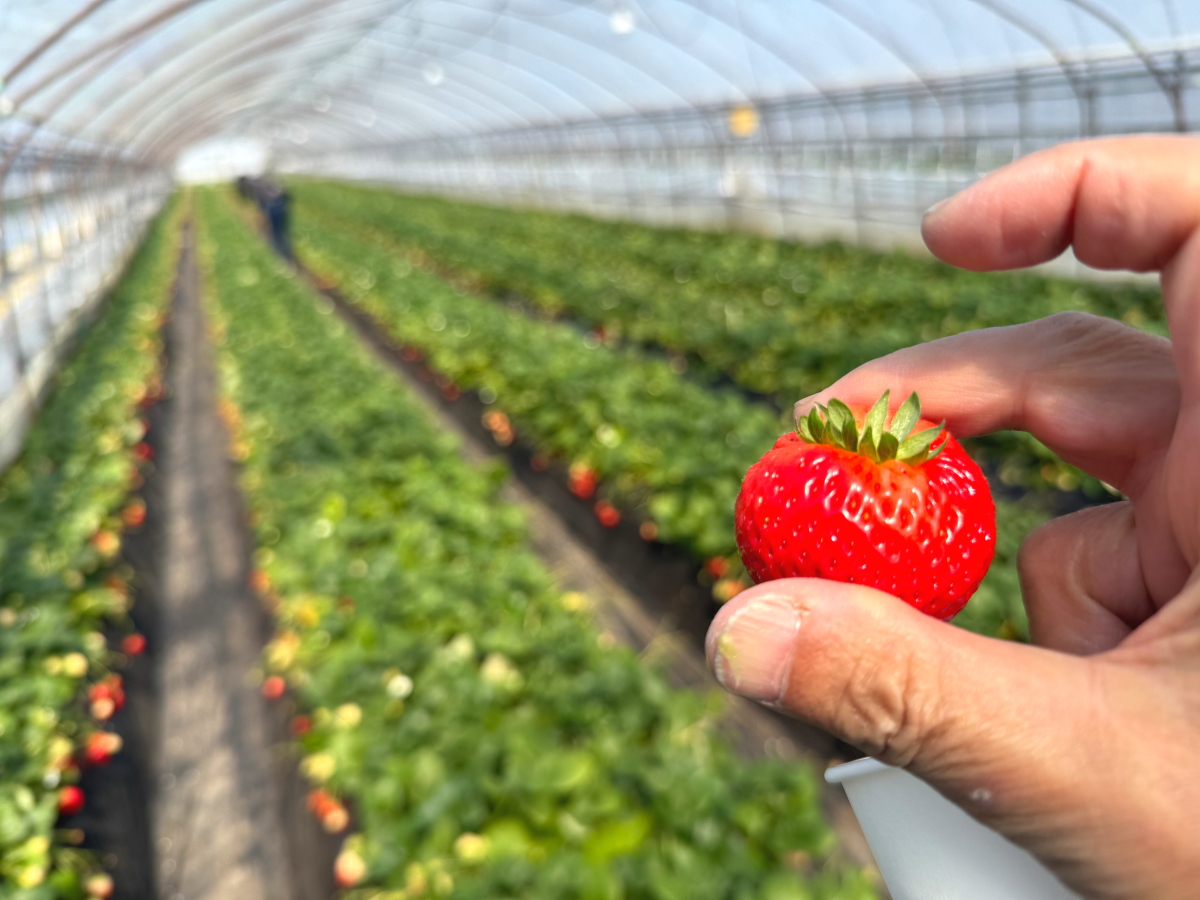 壬生公一(alis@Cluster) tweet media