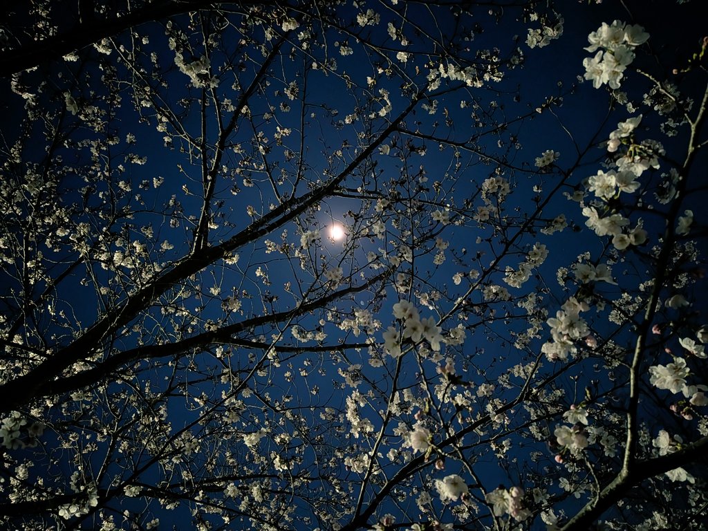 Anthony Lowe | アンソニー・ロー tweet media