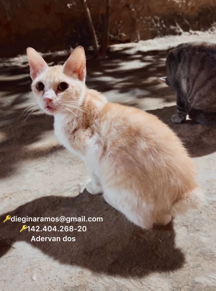 Gatinhos da Di 🐈 Abrigo Davi tweet media