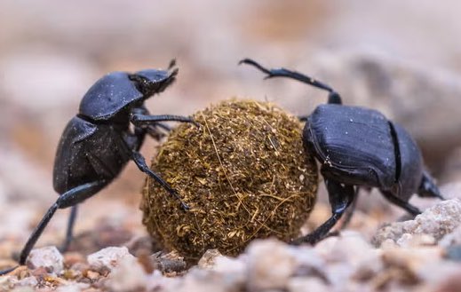 Pasquale Calabrese tweet media