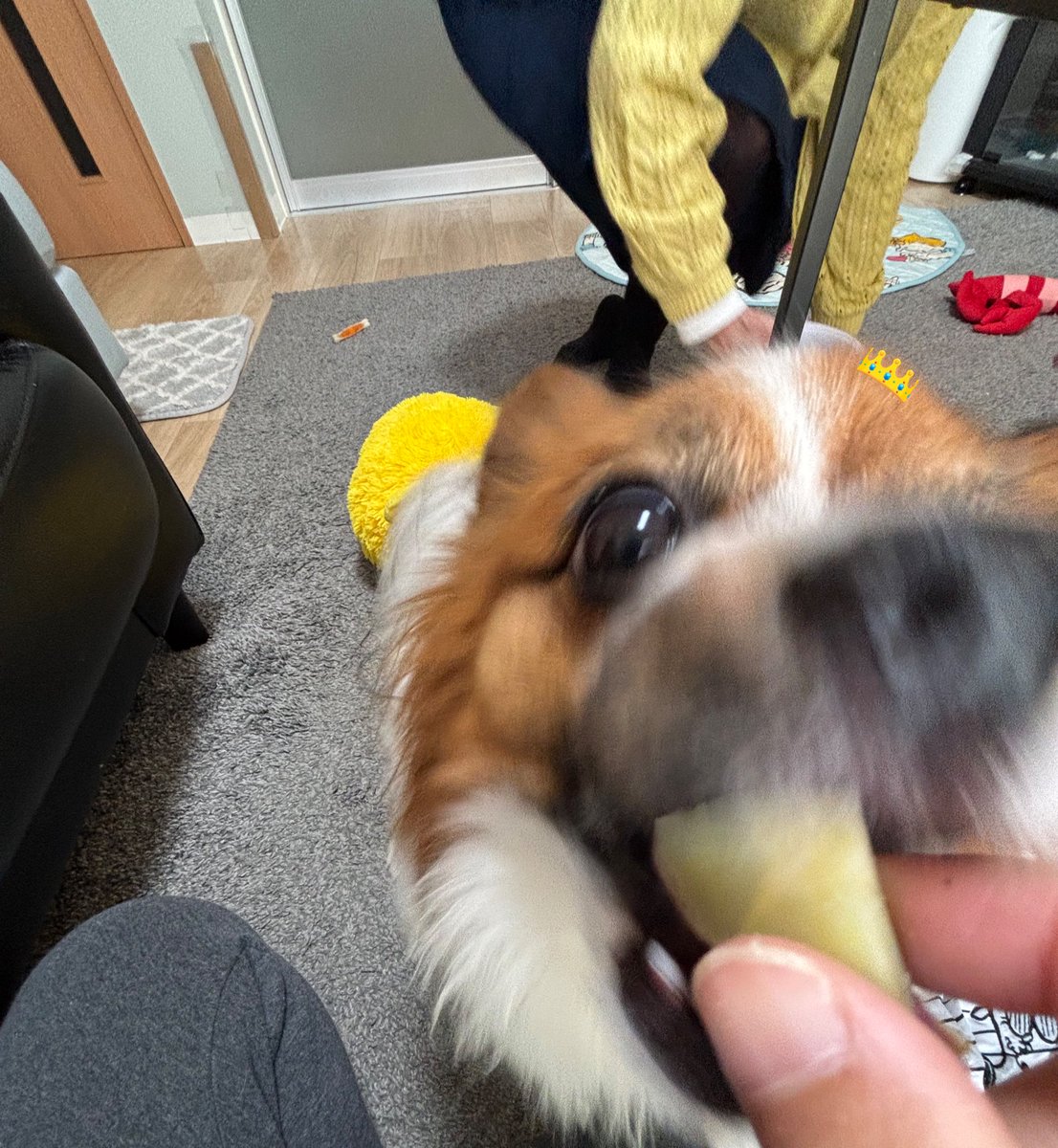 よもぎ🐶の飼い主 tweet media