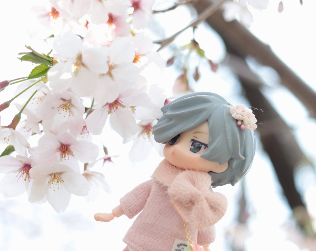 ポケットの中には綺麗な団栗 tweet media