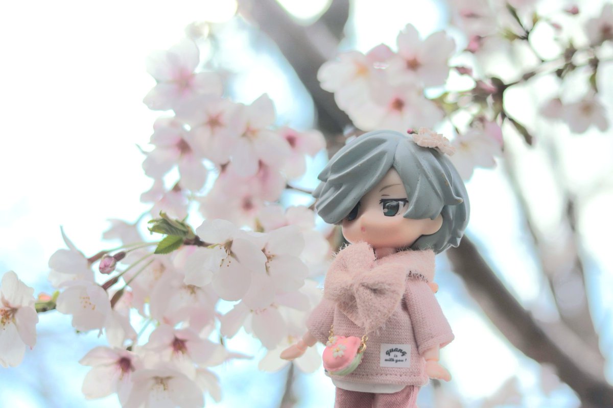 ポケットの中には綺麗な団栗 tweet media