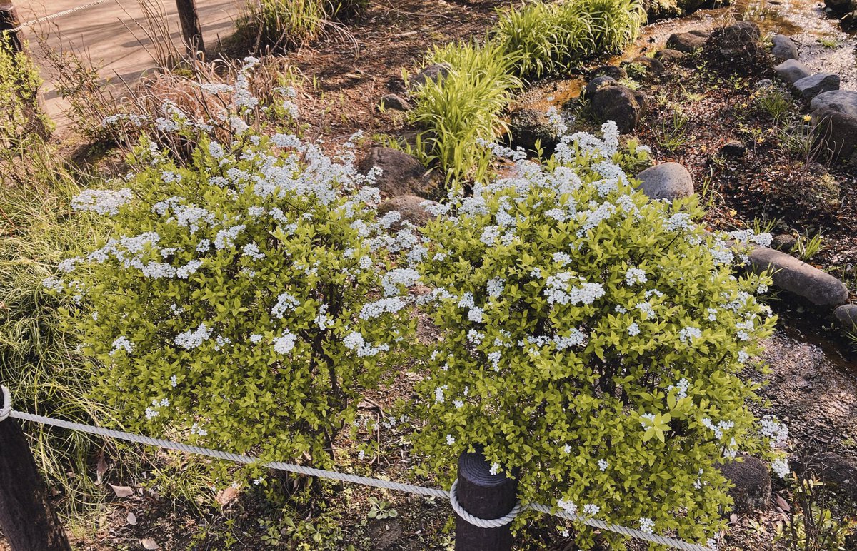 へいへい tweet media